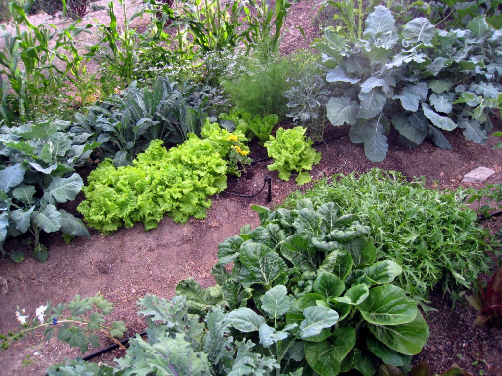 Garden