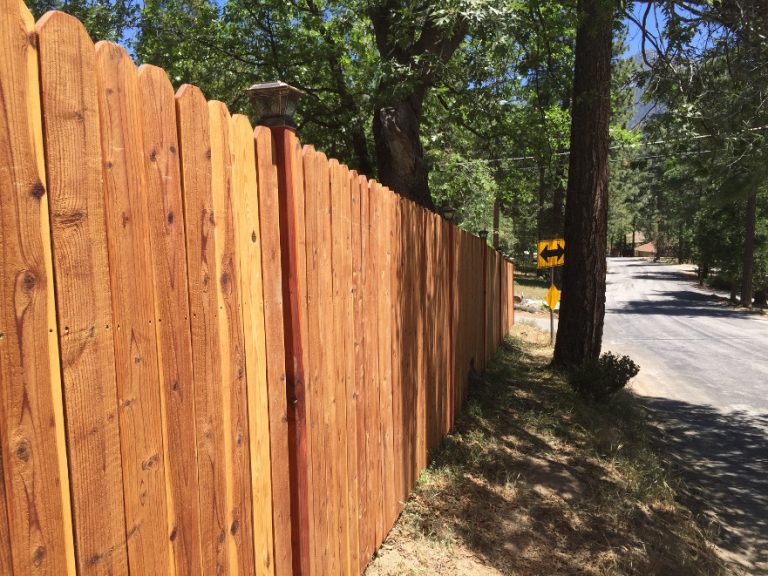 Fence and Cypress Trees